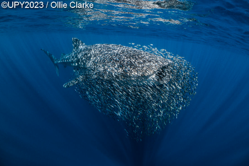 British Underwater Photographer of the Year 2023, Schwarm