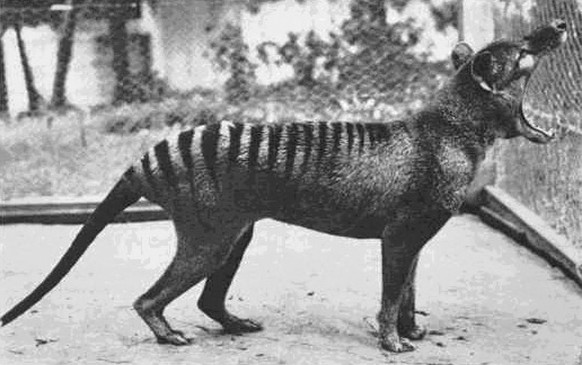 Das letzte bekannte Exemplar des Tasmanischen Tigers (im Beaumaris Zoo 1933).