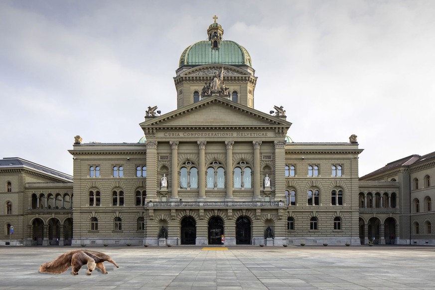 Ein rarer Brenodurum tridactyla vor dem Bundeshaus.