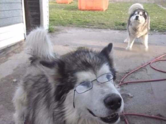 Husky mit Brille
Cute News
http://imgur.com/gallery/fkwCW