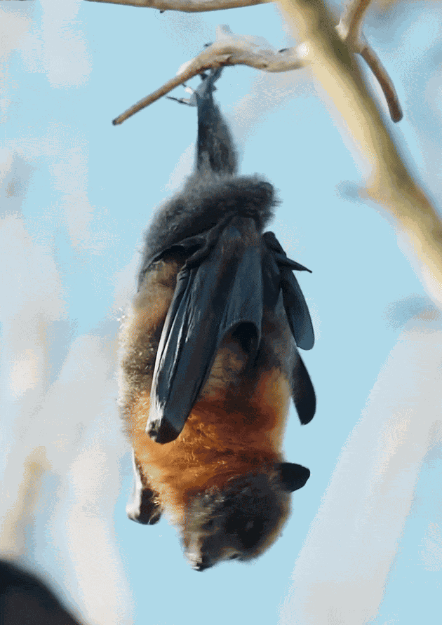 Animiertes GIF