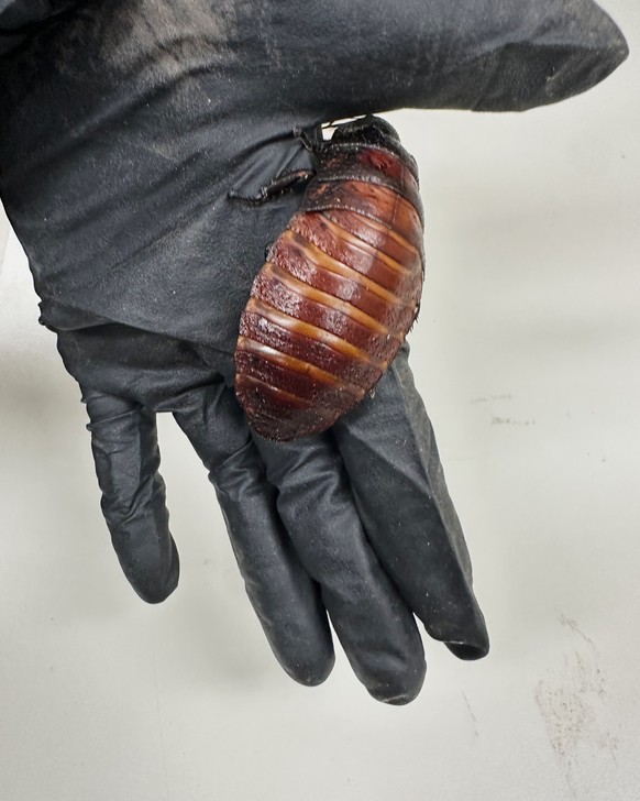 This image supplied by Australia's Department of Climate Change, Energy, the Environment and Water shows, a staff member holding a Madagascar hissing cockroach seized from a commercial breeder at ...