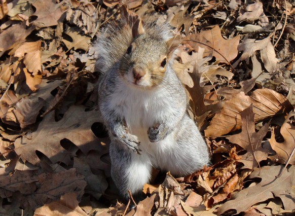 cute news animal tier eichhörnchen squirrel

https://www.reddit.com/r/squirrels/comments/t9zfgw/made_a_new_squirrel_friend/