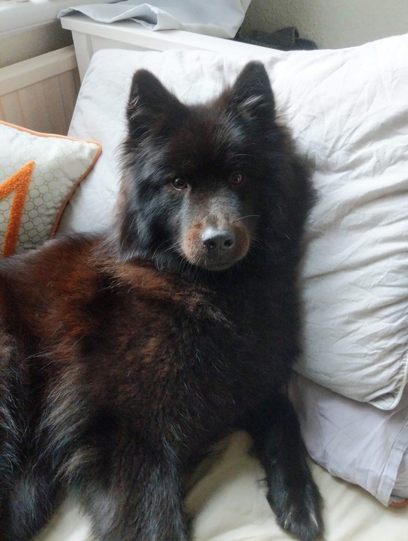 cute news tier hund

https://www.reddit.com/r/rarepuppers/comments/108a5h0/there_appears_to_be_a_bear_in_my_bed/