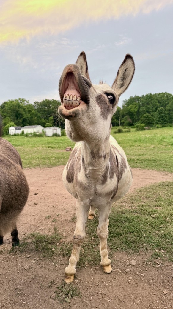cute news tier esel

https://www.reddit.com/r/Donkeys/comments/1vccfho/whats_that_smell/