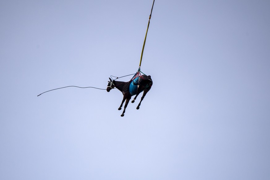 epa09124040 A Super Puma helicopter from the Swiss Air Force, carries a horse during an exercise in Saignelegier, Canton of Jura, Switzerland, 09 April 2021. The goal is to provide transportation and  ...