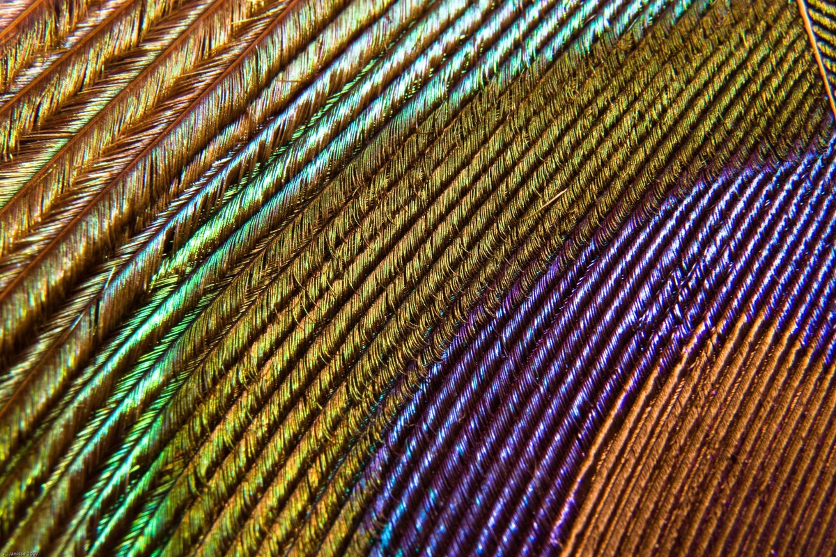 Macro photo of a peacock feather , 656438.jpg, arc, feather, peacock, rainbow, spectrum, bird, colorful, pretty, nature, background, pattern, beautiful, elegance, elegant, color, avian, texture, beaut ...