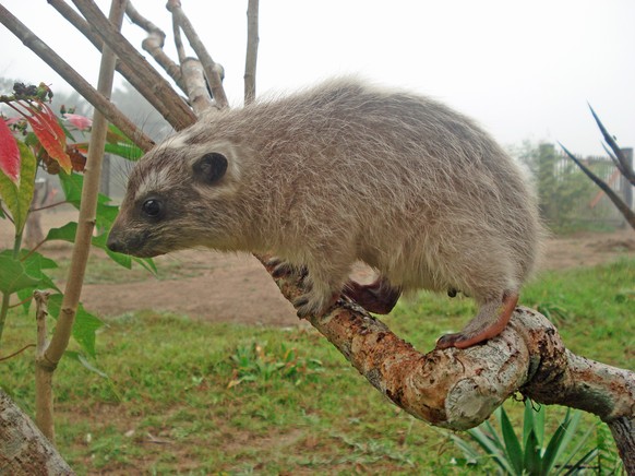 cute news tier schliefer hyrax
