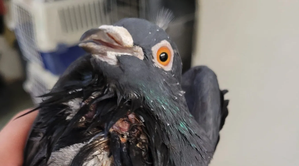 Pigeon “Rudi” has a hole in his neck: she probably injured herself on a skewer.  The metal thorns are intended to drive away pigeons.