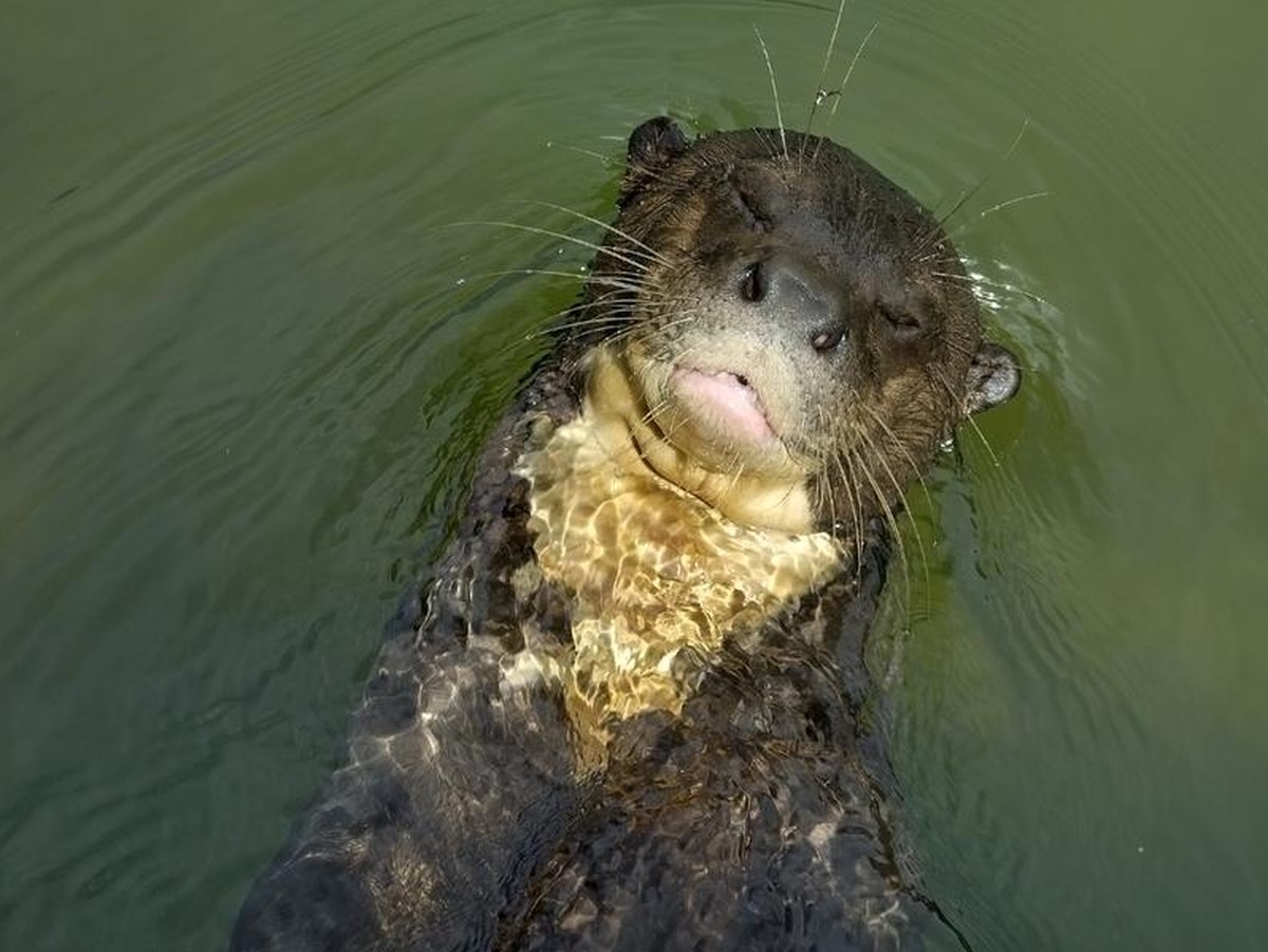 Riesenotter