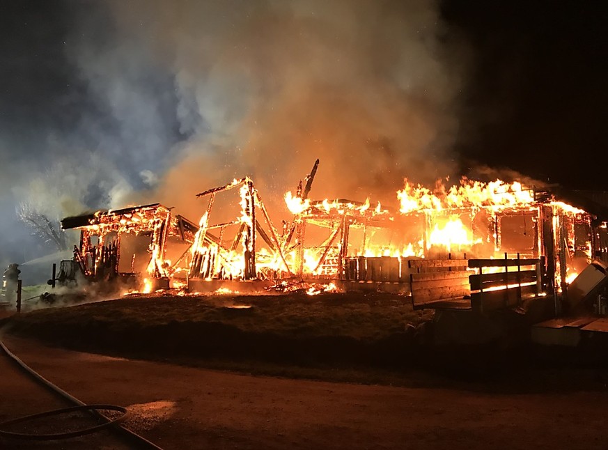 Beim Brand eines Stalls in Herdern TG starben in der Nacht auf Dienstag 160 Schweine.