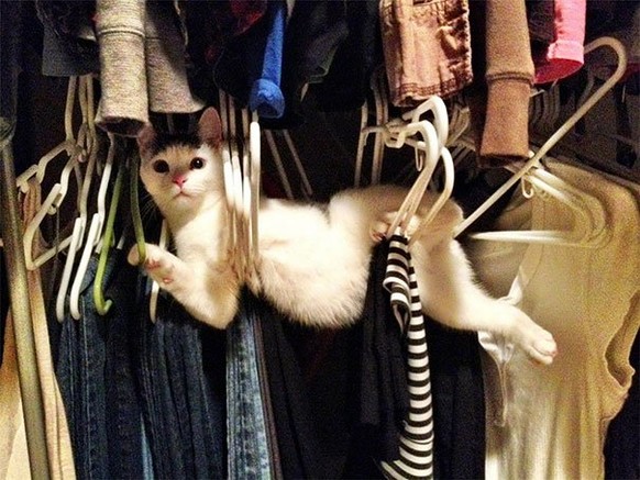 Katze im Kleiderschrank

http://www.krass42.com/diese-14-katzen-tragen-die-kunst-des-ninjutsu-immer-noch-in-sich-unglaublich/