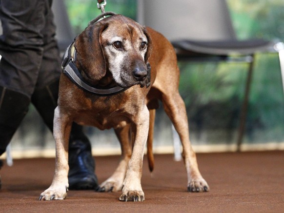 Bildnummer: 58908095 Datum: 08.12.2012 Copyright: imago/Joachim Sielski
08.12.2012, Messegelände, Hannover, Verschiedene Aktionen auf der Messe, im Bild Bayrischer Gebirgsschweisshund GER, HUM, Messe  ...
