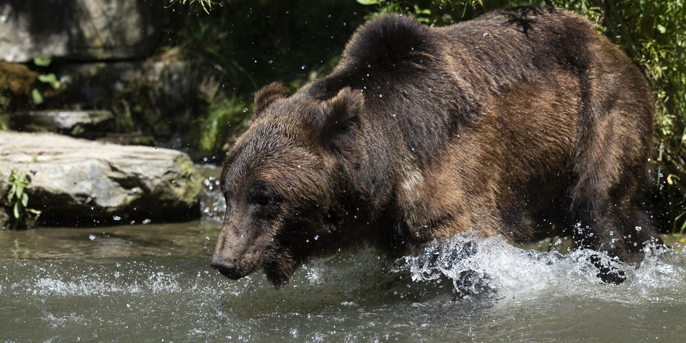 So holen sich die Tiere im Tierpark Bern eine Abkühlung im heissen Sommer.