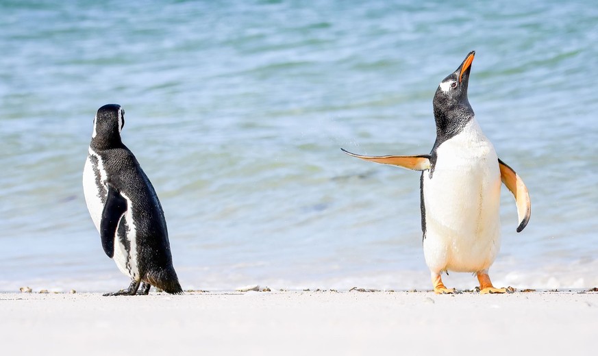 Comedy Wildlife Photography Awards 2022: Gewinner in der Kategorie People's Choice Award