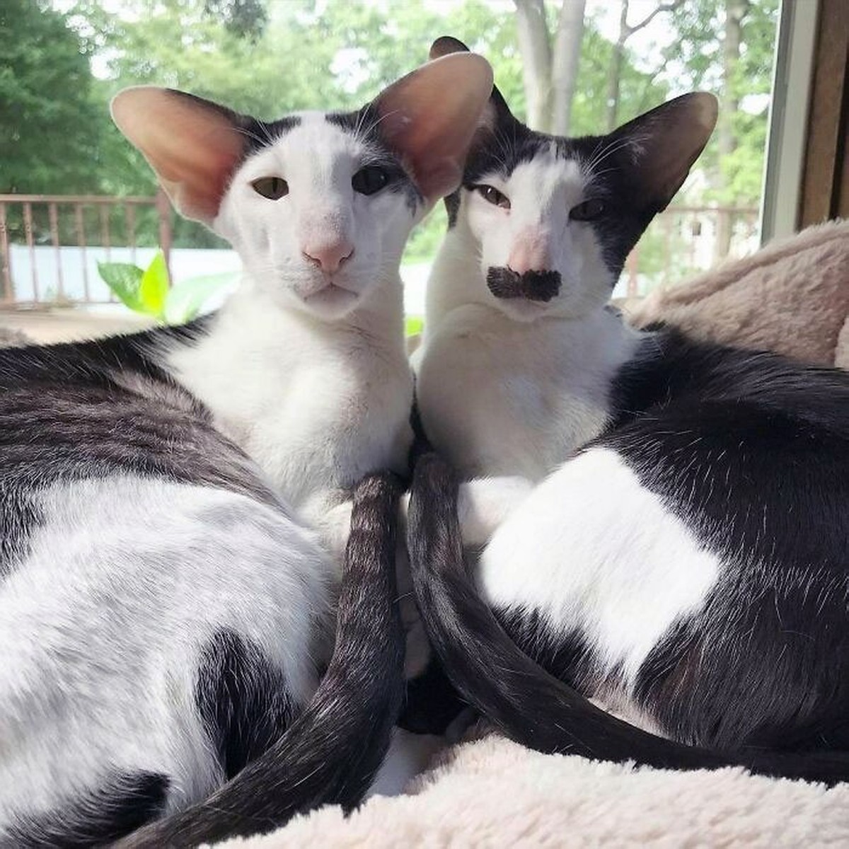 CUTE NEWS TIERE MIT GROSSEN OHREN ORIENTALISCHE KURZHAAR KATZE

https://www.instagram.com/p/CwAkQ6egzOY/