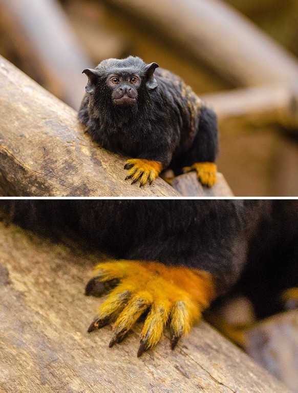 Rothandtamarin

https://www.flickr.com/photos/mathiasappel/24844635309/