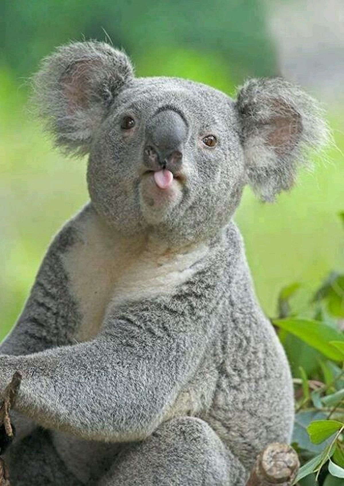 cute news tier koala

https://ch.pinterest.com/pin/180707003772551975/