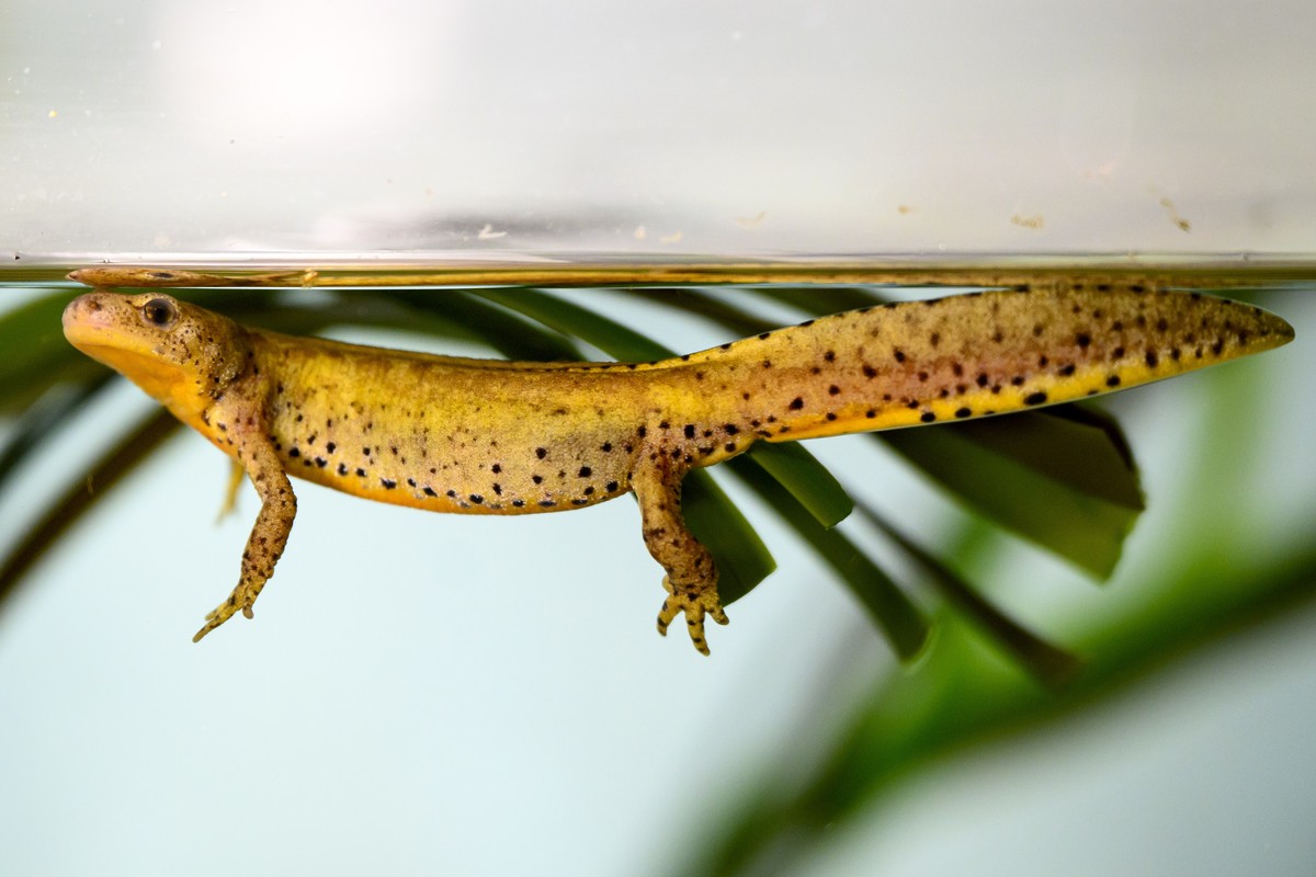 epa10954031 A Calabrian Alpine newt (Ichthyosaura alpestris inexpectata) in the nursery where 40 newts taken from Calabria in Italy are breeding to save the species and then be reintroduced to Italy,  ...