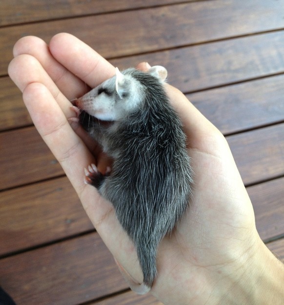 Opossum