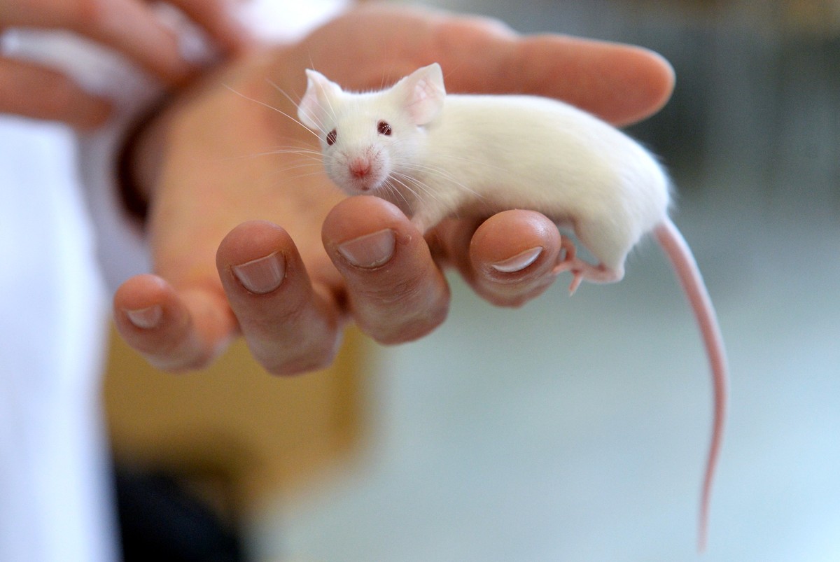 ABD0095_20151016 - WIEN - ÖSTERREICH: THEMENBILD - ZU APA0449 VOM 16.10.2015 - THEMENBILD - Illustration zum Thema "Tierversuche": Im Bild eine Labormaus, aufgenommen am Dienstag, 13. Oktobe ...