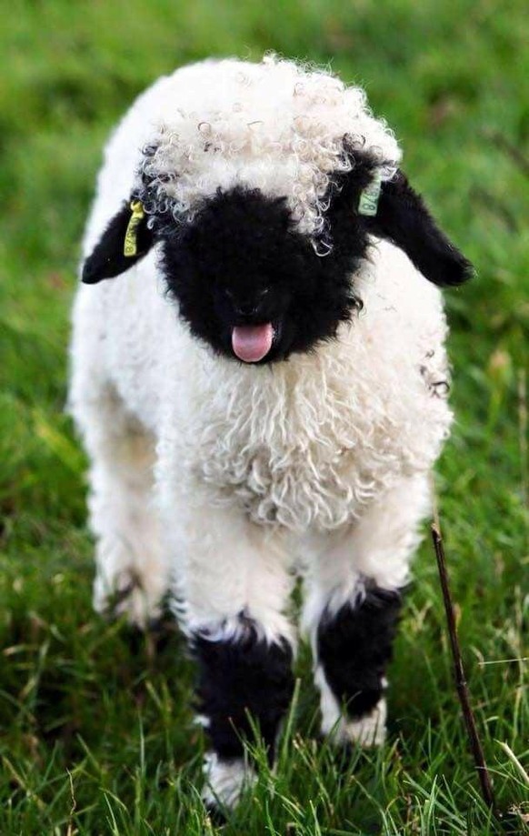 cute news süsse tiere schwarznasenschaf