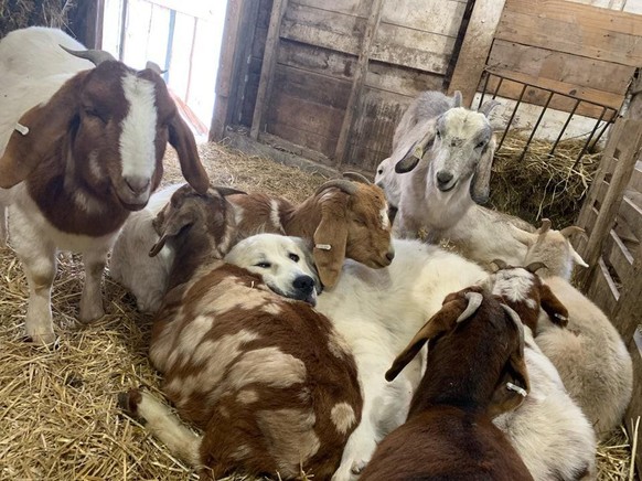 cute news animal tier hund geissen

https://www.reddit.com/r/pics/comments/smfjkn/zelda_and_her_goats/