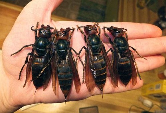 Giant Hornet