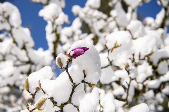 Eine Kaltfront verzaubert die Landschaft und Doerfer in weiten Teilen der Zentralschweiz, wie hier in Stans im Kanton Nidwalden, in der Nacht auf Dienstag, 6. April 2021 in eine Schneelandschaft. (KEY ...