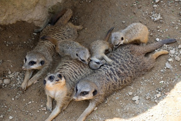 epa11443154 A handout photo made available by the office of Parco Le Cornelle shows three of the four meerkat puppies born in the Le Cornelle wildlife park in Valbrembo, northern Italy, 28 June 2024.  ...