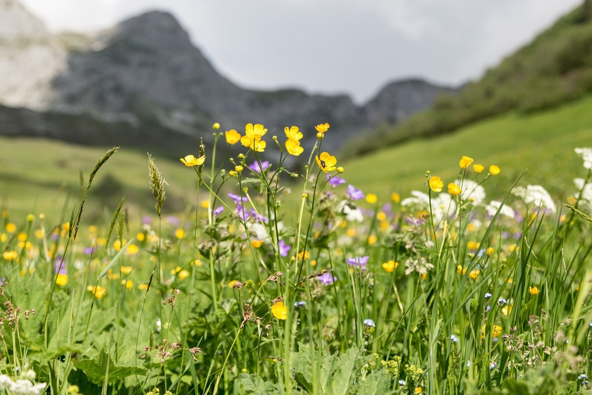 Blumenreiche Magerwiese in St. Antoenien-Partnun im buendnerischen Praettigau, am Donnerstag, 12. Juni 2014. (KEYSTONE/Arno Balzarini)