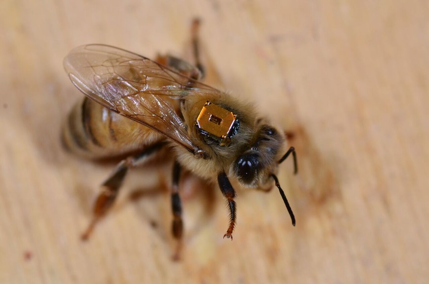 Biene mit RFID-Chip