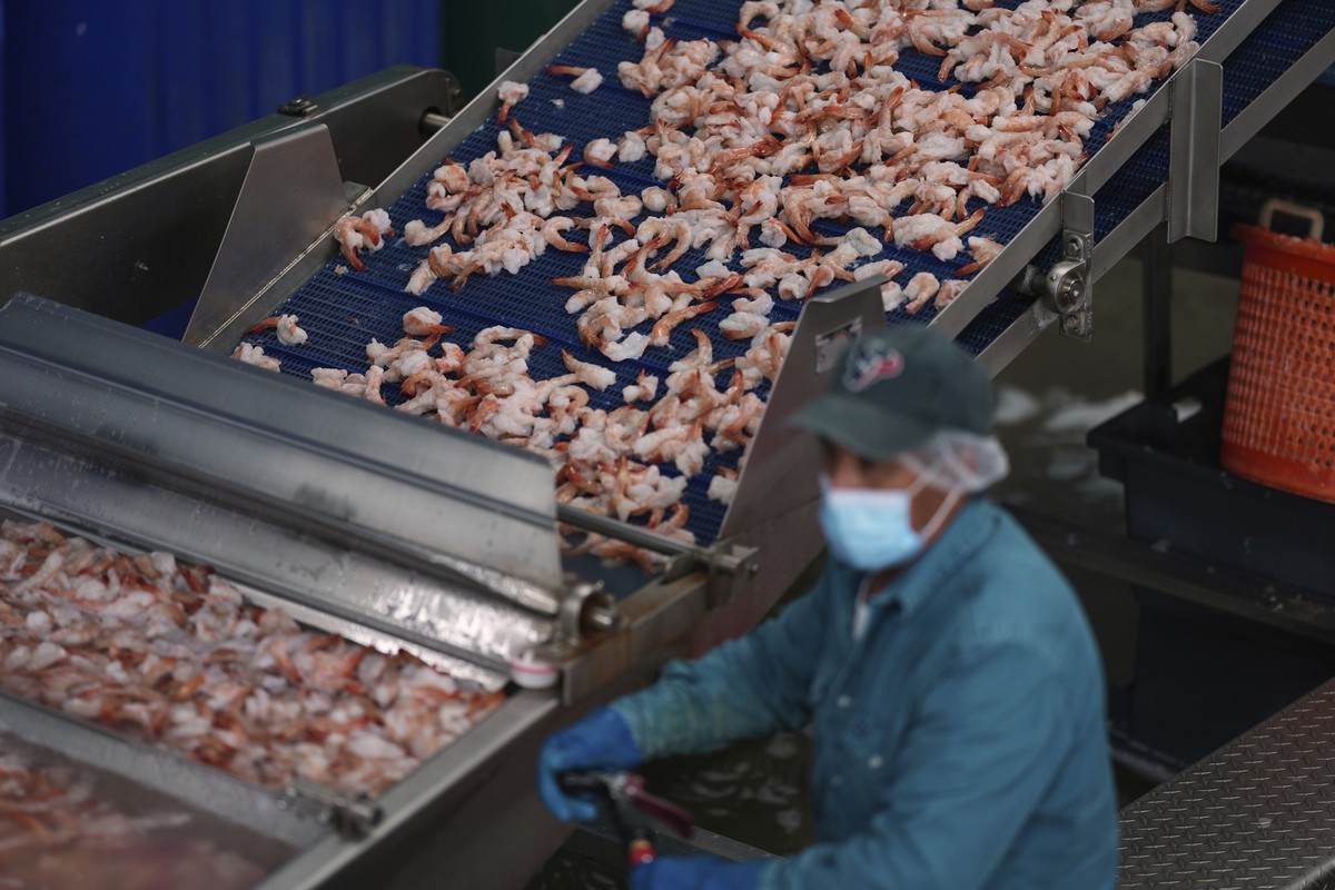 Shrimp are prepared at the Bowers Shrimp Processing plant, Wednesday, April 9, 2025, in Palacios, Texas. (AP Photo/Eric Gay)
Trump Tariffs Shrimp Industry