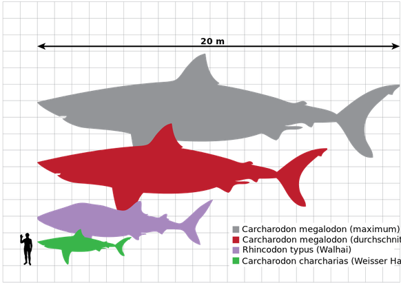 Megalodon im Grössenvergleich mit Walhai, Weissem Hai und Mensch