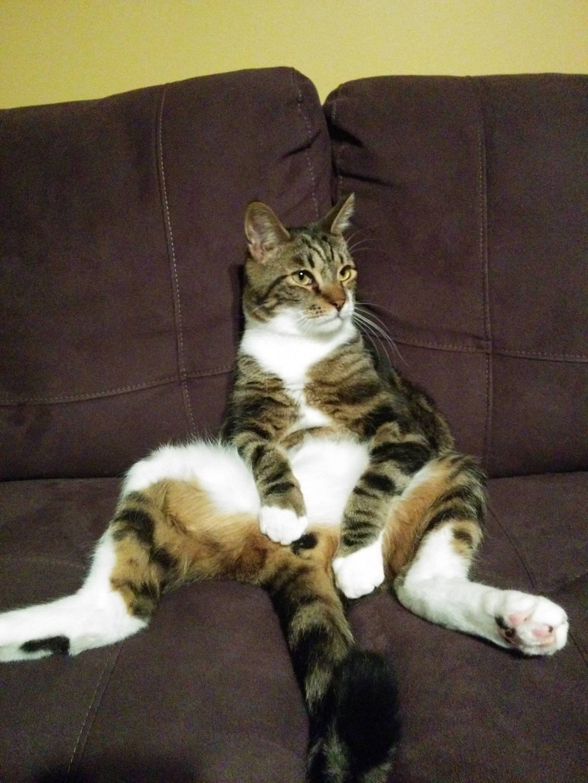 Gechillte Katze