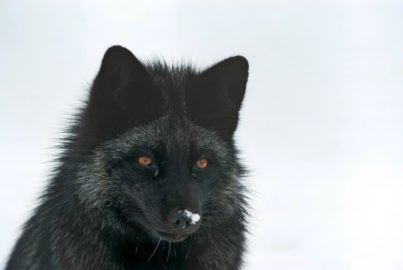Portrait of a silver fox in Winter model released
