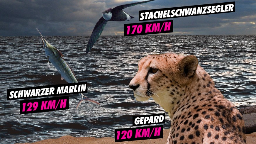 T Rex Gegen Gepard Wer Rennt Schneller Forscher Haben Es Herausgefunden Watson