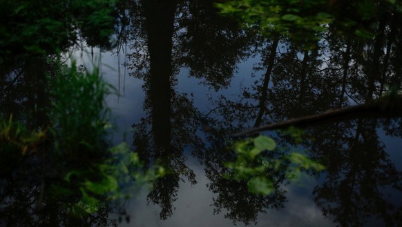 Inside Poland&#039;s ancient Bialowieza Forest, birds chirp and bison graze as visitors explore the lush green surroundings, a home to boars, beavers, lynx - and beetles. Occupying almost 580 square m ...