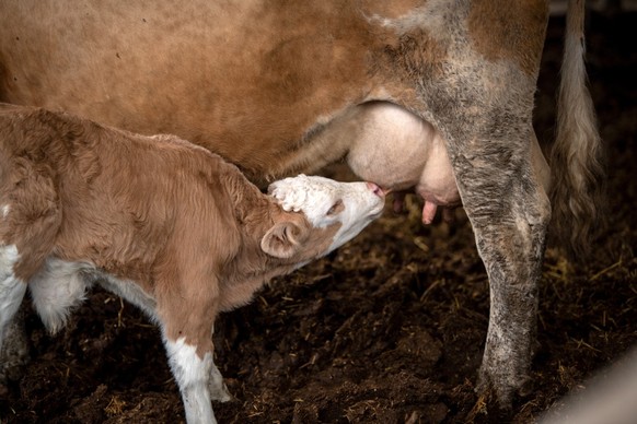 Kühe haben eine sehr enge Bindung zu ihren Jungtieren. In der Milchproduktion wird das Kalb kurz nach der Geburt von der Mutter getrennt und erhält statt Muttermilch nur Milchpulver.