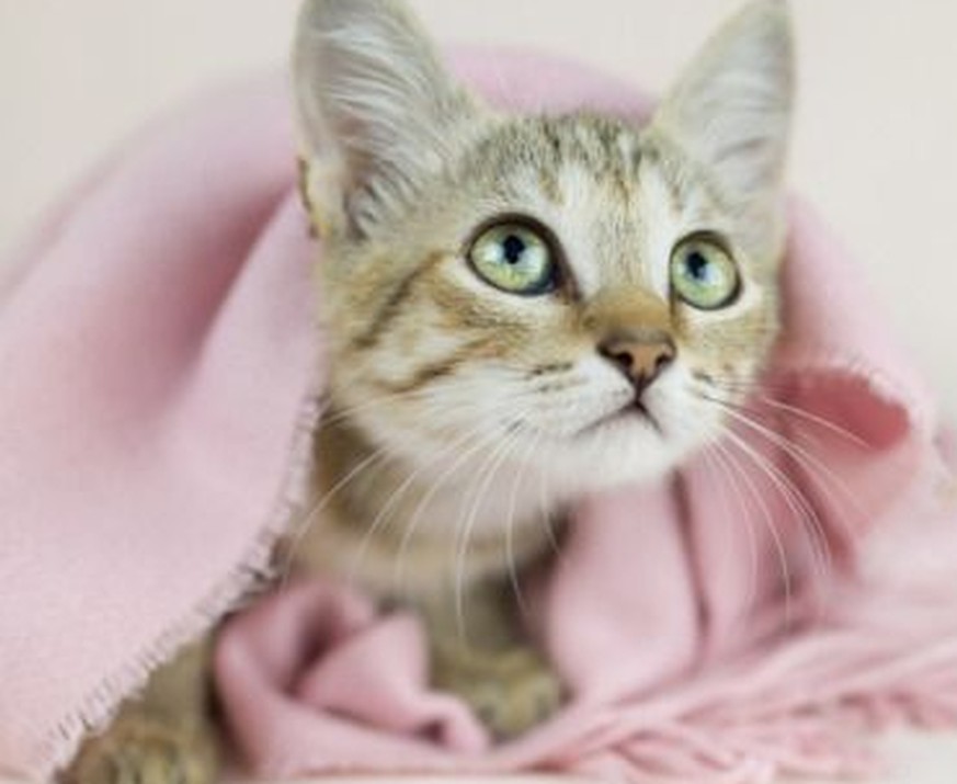 Diesen süssen Katzen steht rosa einfach am besten