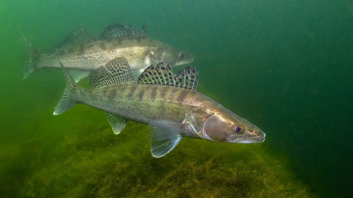 Das-ist-der-Schweizer-Fisch-des-Jahres-2025