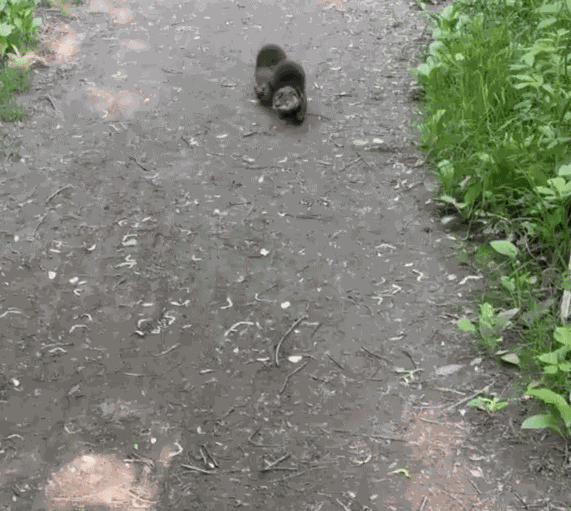 Animiertes GIF