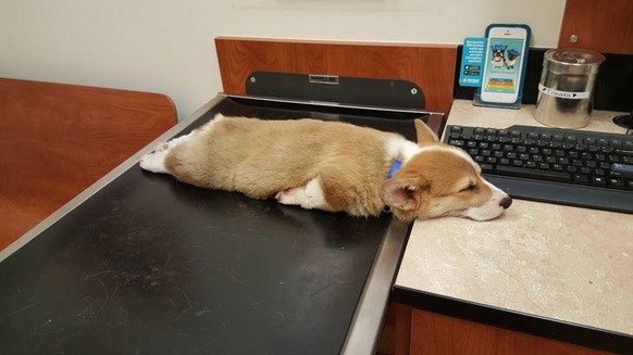 cute news tier hund

https://imgur.com/t/aww/A2SqRSa