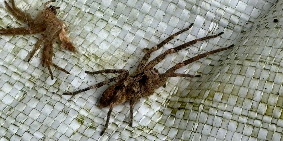 Die Nosferatu-Spinne breitet sich in der Schweiz aus und taucht immer häufiger auch in Häusern auf. Die Population der Nosferatu-Spinne hat zwar zugenommen, das sei aber nicht weiter schlimm, gibt ein ...