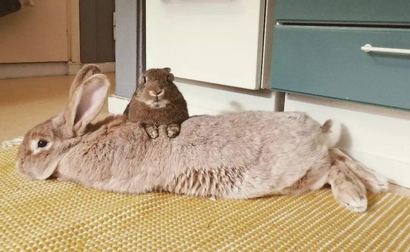 cute news animal tier hase

https://imgur.com/t/aww/f2oAkxt