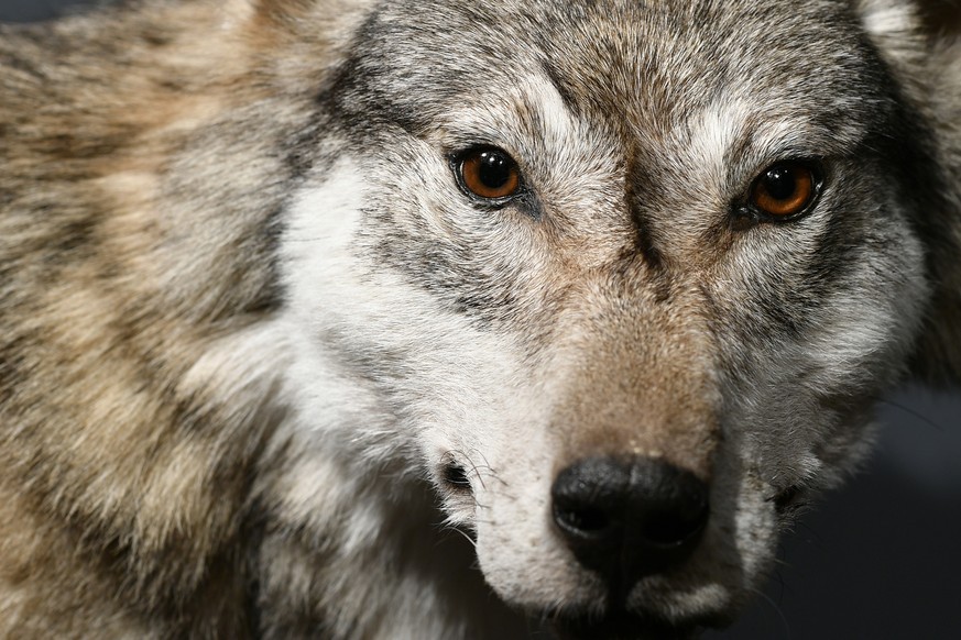 Ein Wolf in der Sonderausstellung ÇWolf Ð Wieder unter unsÈim Zoologischen Museum der Universitaet Zuerich am Montag, 11. Dezember 2017. Die neue Sonderausstellung des Zoologischen Museums der Univers ...