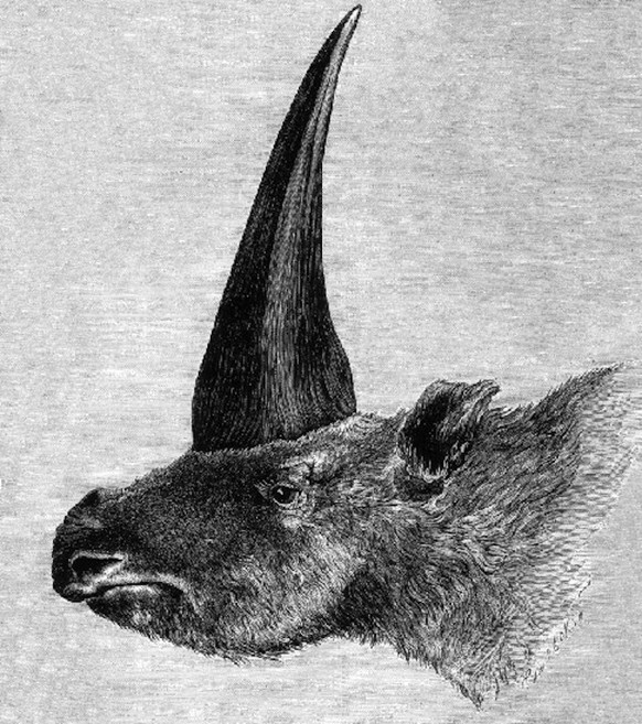 Ein mächtiges Horn: Die erste Darstellung eines Sibirischen Einhorns, 1878 von Rashevsky.