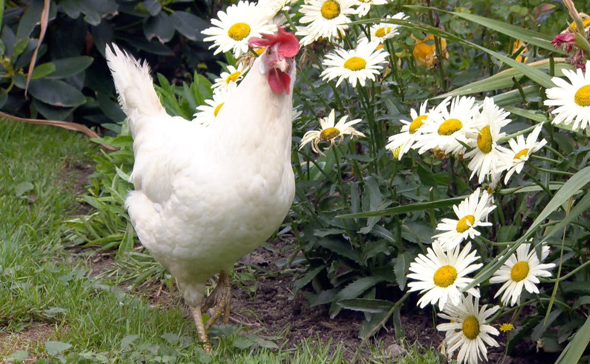 Schweizer Geflügel, ich weiss warum.
