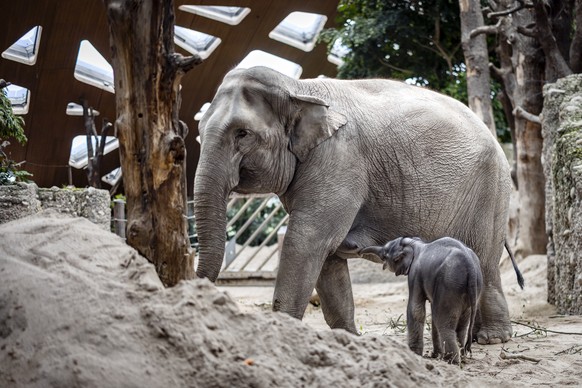 An elephant calf suckles from its mother Farha the day after it was born, on Easter Sunday, April 20, 2025 at Zurich Zoo in Zurich, Switzerland. The 19-year-old elephant Farha gave birth to the male c ...