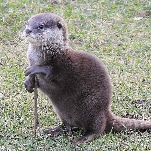 cute news tier otter

https://www.instagram.com/p/C1m9npSvYWp/